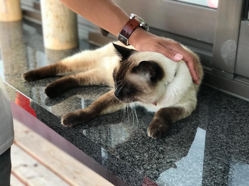 石巻の鹿島御児神社の猫 シャム夫の記憶 Ishinomakichiba