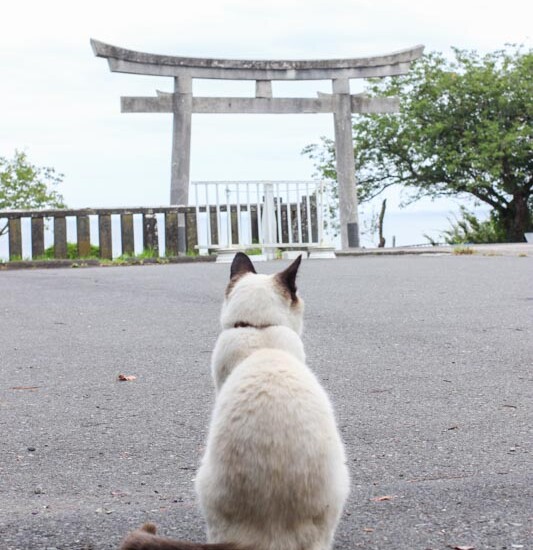 シャム猫のシャム夫