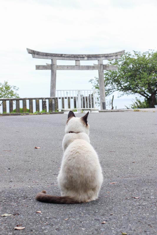 シャム猫のシャム夫